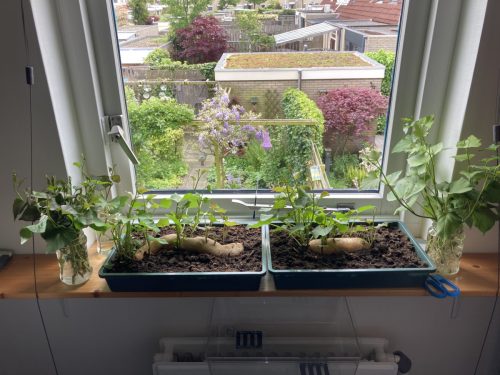 Stekken lang genoeg? Afknippen en in het water zetten.