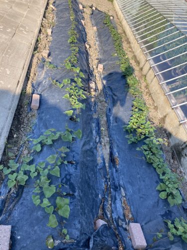 Half mei poten in verhoogde bedden afgedekt met zwart plastic.