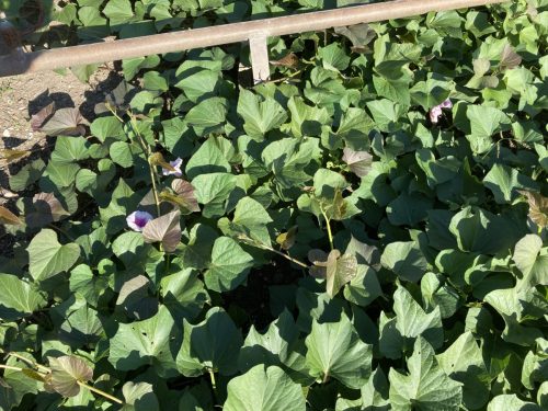 Soms een mooi bloemetje.