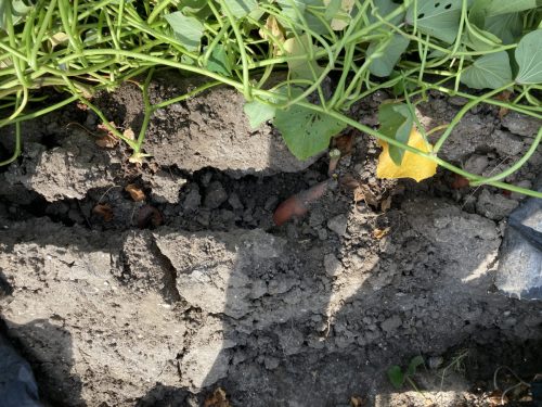 Eerste oogstdag, 6 oktober