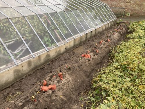 Zo komt het onder het plastic vandaan.