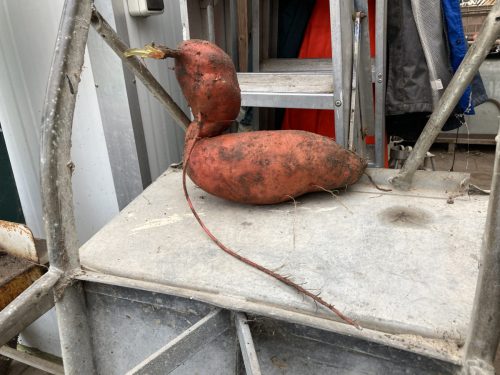 in de knolvormen dieren ontdekken. Ook leuk om te doen op de zorgkwekerij.