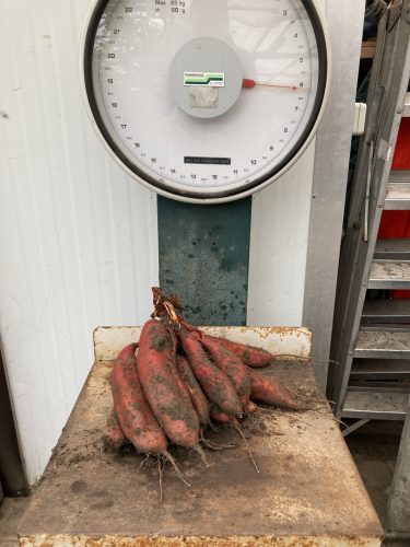 De grootste plant toch even wegen, ruim 6 kg.