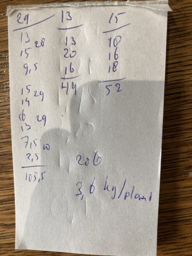 Opbrengst 2023, 3,6 kg per plant. Niet gek voor een amateur.